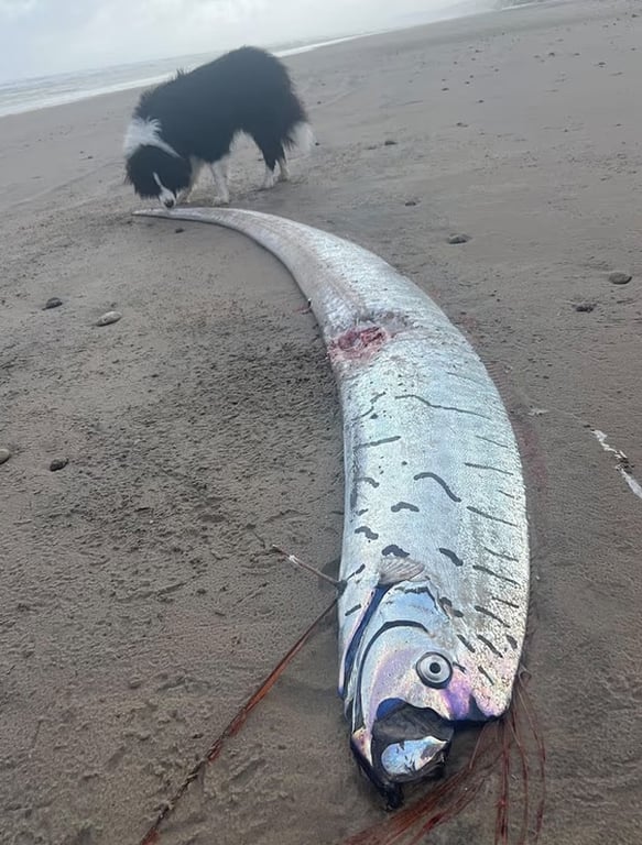 Samaki wa Ajabu 'Samaki wa Siku ya Mwisho' Aonekana Tena: Je, Ni Ishara ya Maafa?