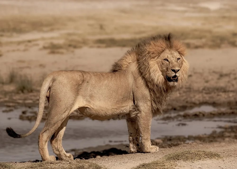 Kimbembe Songea! Simba 'Atinga' Mtaa wa Pambazuko, Shughuli Zasima na Wananchi Kujifungia Ndani