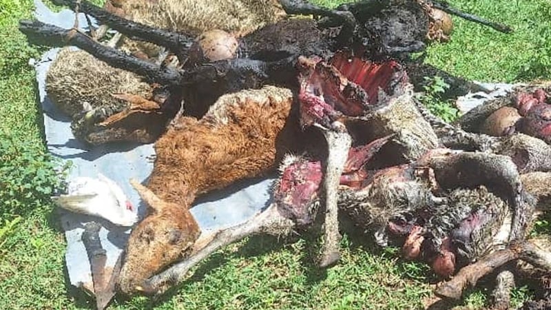 Fisi Waua Kondoo 21 Bariadi: Msako Waanzishwa, Wafugaji Waonywa!