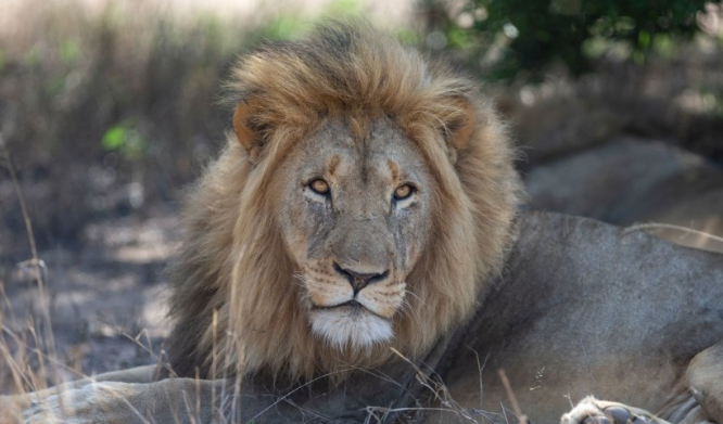 Simanzi Kenya: Msichana Auawa na Simba, Mzee na Tembo