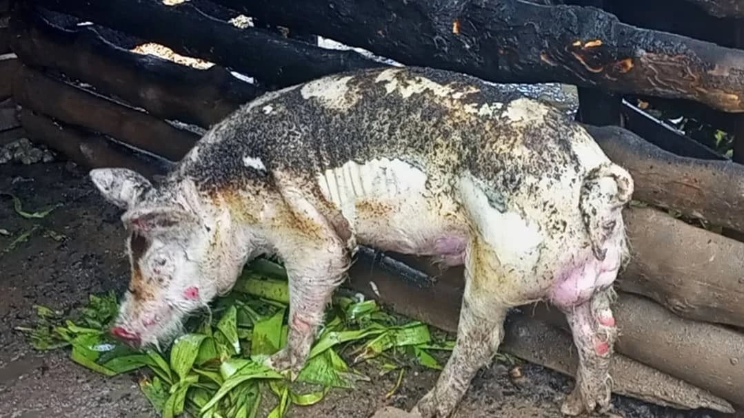 Mbozi: Mchungaji Alia Hasara ya Milioni 2, Moto wa Taka Wateketeza Banda la Mifugo