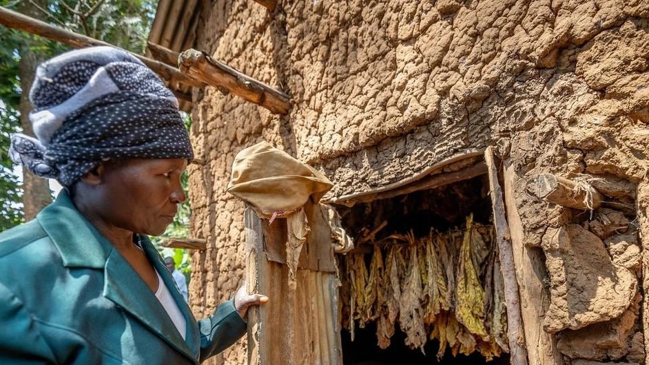 Walichokipata Kenya: Maelfu ya Wakulima Waacha Tumbaku, Wafanikiwa na Maharage