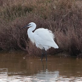 Souss-Massa National Park 4