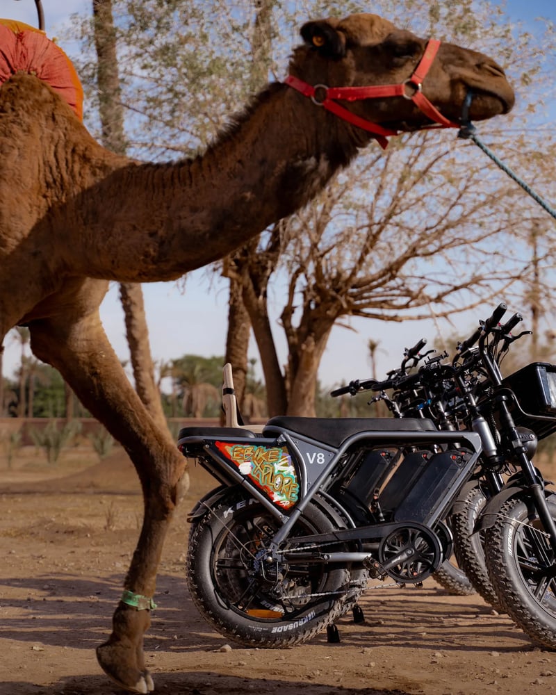 Off-Road E-Bike Palmeraie & Sunset Adventure in Marrakech