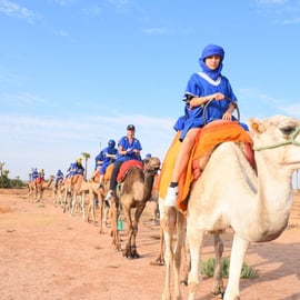 Camel Ride in Marrakech (Palm Grove)