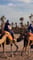Camel Ride in Marrakech (Palm Grove)