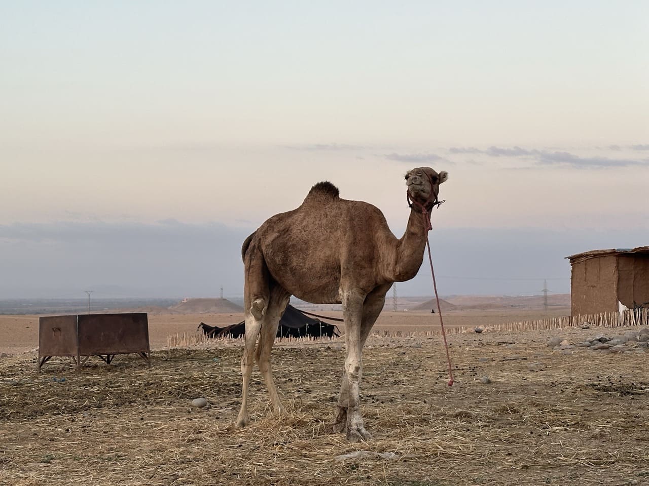 Camel Ride in Agafay