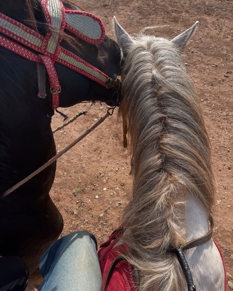Horse Riding in Rabat