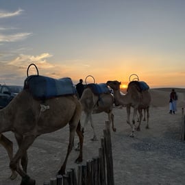Camel Ride in Agafay