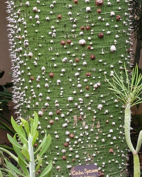 Le Jardin Secret 1