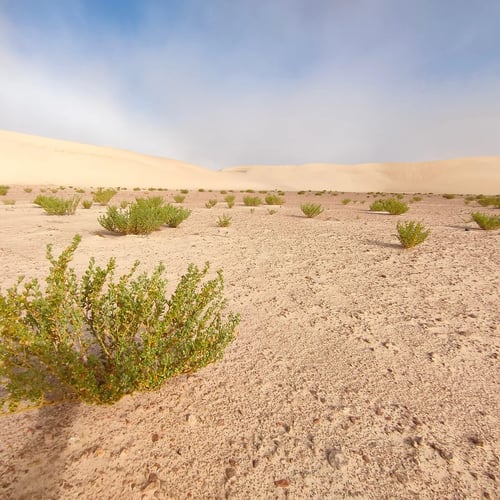 Sbita Desert 4x4 Excursion in Dakhla
