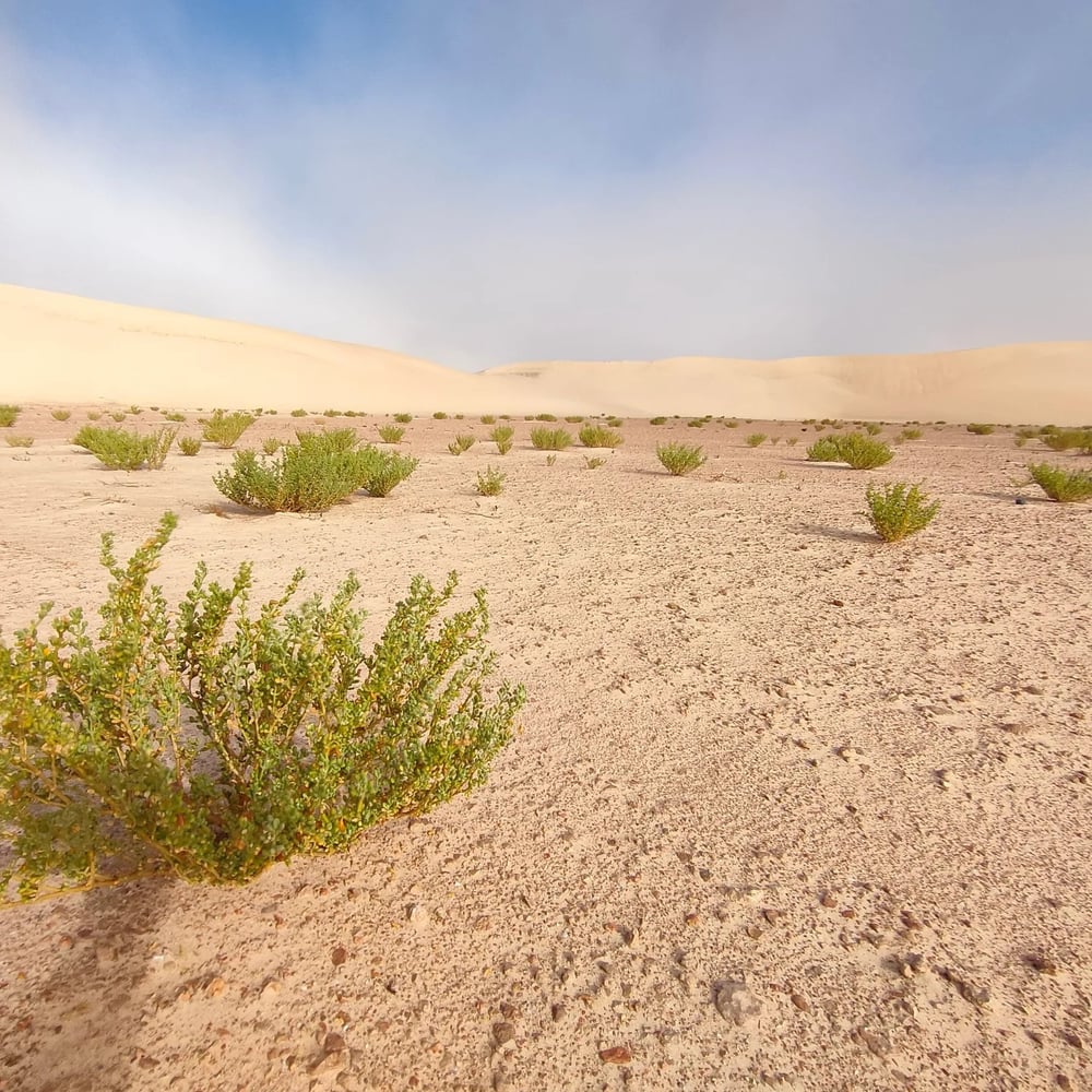 Sbita Desert 4x4 Excursion in Dakhla