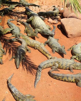 Crocoparc Agadir 1