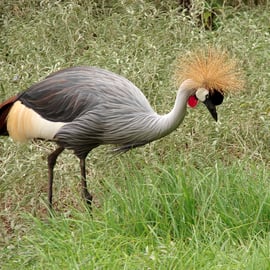 Vallée des Oiseaux 4