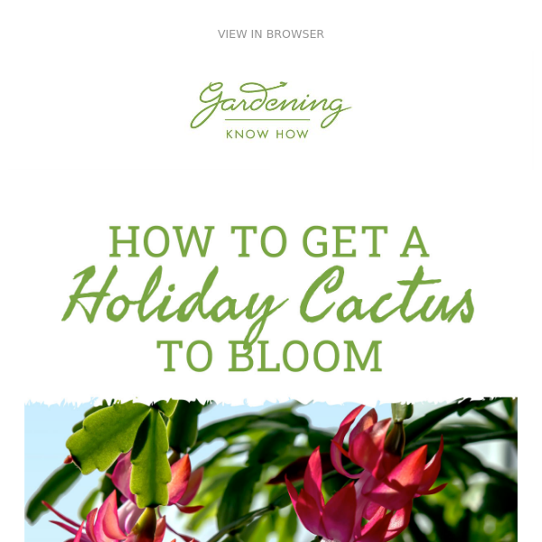 How To Get A Christmas Cactus To Bloom