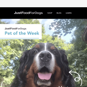 Meet JustFoodForDogs Pet of the Week: Brennus!