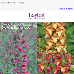 Repeat Flowering Digitalis Save £23!