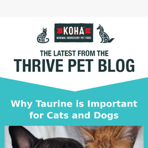 Is Your Cat Getting Enough Taurine? 🐱
