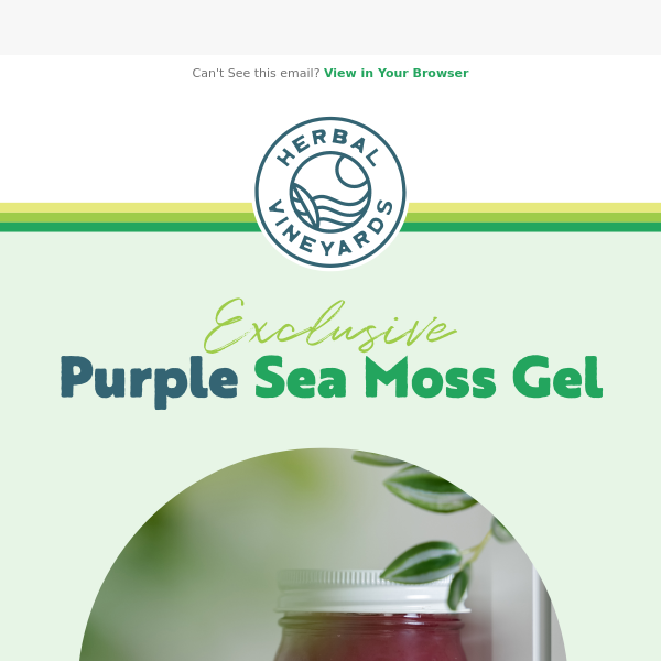 Buy 100% Organic Wildcrafted Gold Sea Moss Gel - Herbal Vineyards