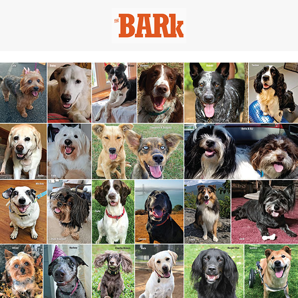 Welcome to The Bark Newsletter 🔸 Thanks for Signing Up!