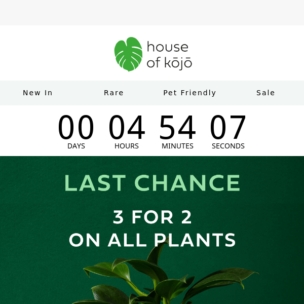 ⏰ Last Chance: 3 for 2 on all plants 🌱