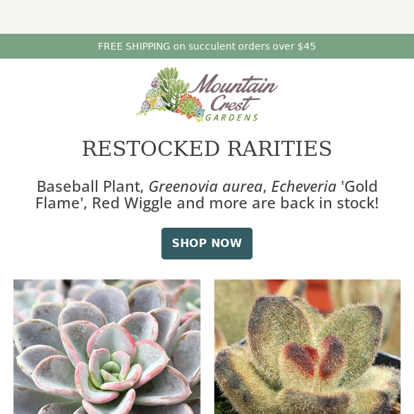 Restocked Rare Succulents! 🌵