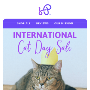 Happy International Cat Day 🐱