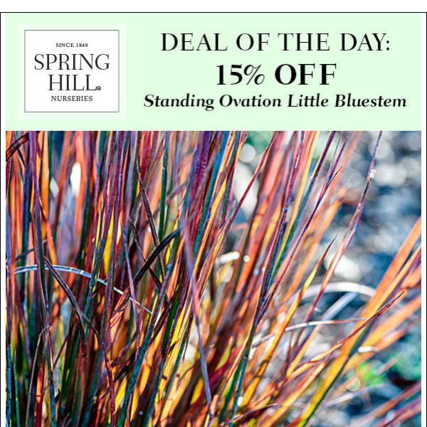 Deal of the Day: 15% off Standing Ovation Little Bluestem