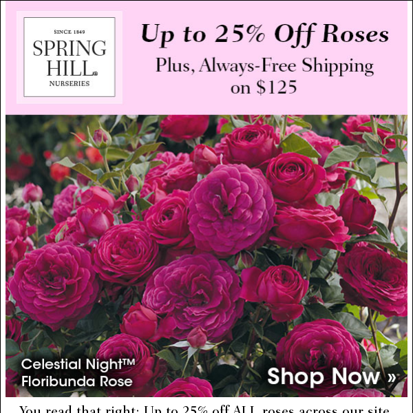 Roses by the Dozen--With Up to 25% Off