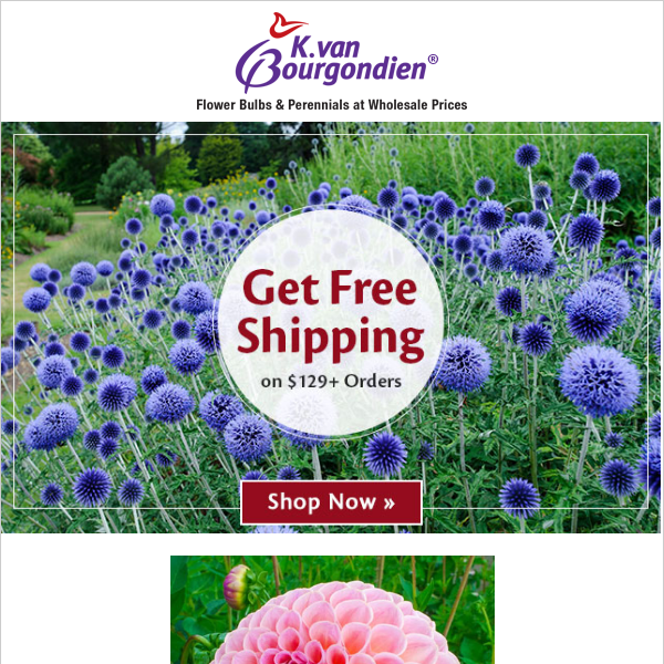 Snag some flowers & get free delivery