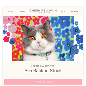 Feline Favourites | Back in stock! 😻