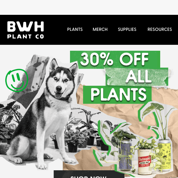 30%👏OFF👏 ALL👏 PLANTS👏