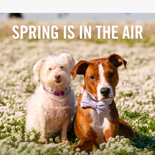 🌷 Get Your Pet Spring Ready!