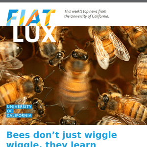 Bees don't just wiggle wiggle, they learn