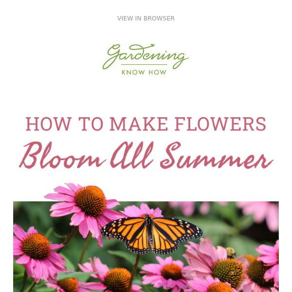Bloom On: Make Flowers Bloom All Summer 🌸