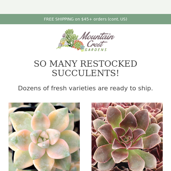 SO MANY Restocked Succulents! 🌵