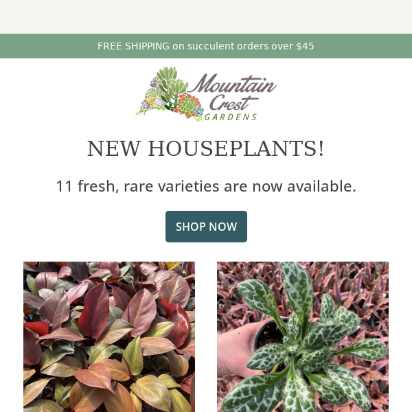 New Rare Houseplants! 🌿🚨