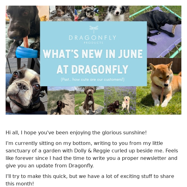 🐶  June Updates | Dragonfly Products ☀️”