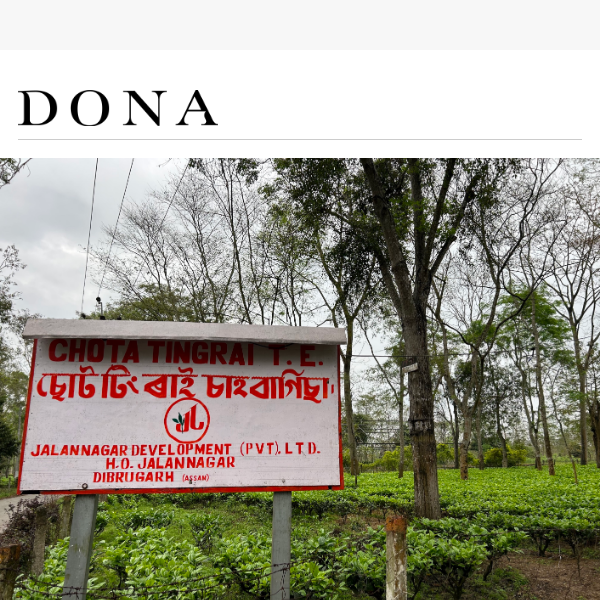 Dona goes to Chota Tingrai Tea Estate!