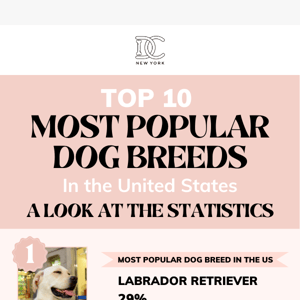 TOP 10 Most Popular Dog Breeds