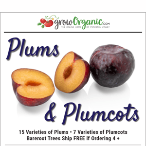 Sweeten your Home Orchard with Plums and Plumcots