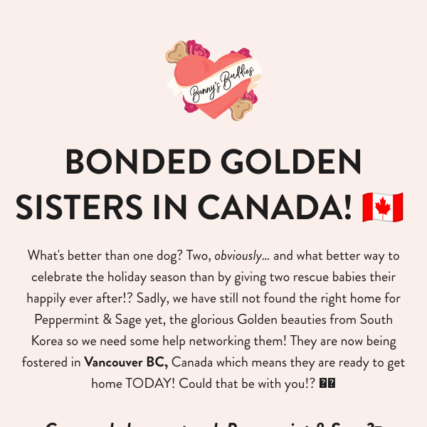 RARE chance to adopt in Canada today! 🐶