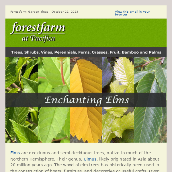 Enchanting Elms