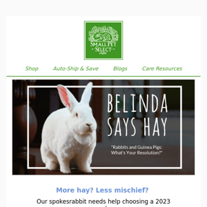 Belinda Says Hay: "Rabbits and Guinea Pigs: What's Your Resolution?"