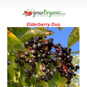 Enjoy the benefits of Elderberries at your home