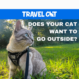 Is your kitty itching for the great outdoors? 🌳