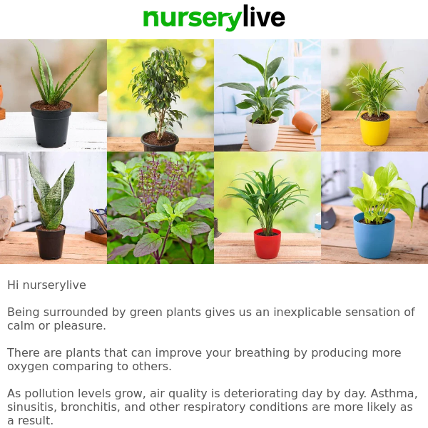 🌻 Did U Know 10 Most Oxygen Producing Plants, Nurserylive - Nurserylive