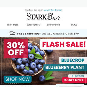 ⚡🫐 Flash Sale! 30% off this blueberry plant - TODAY ONLY!