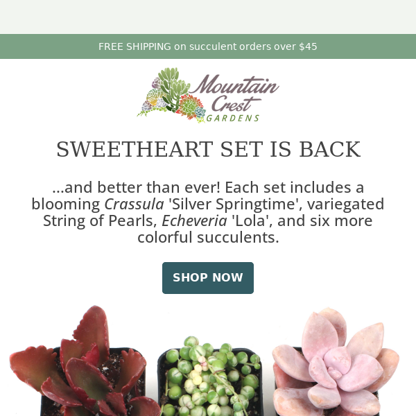 Sweetheart Succulents 💕