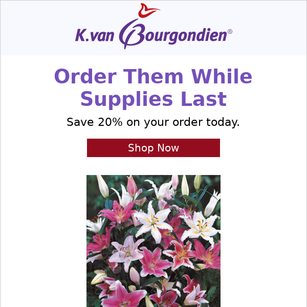 For you, the best deals on lilies.
